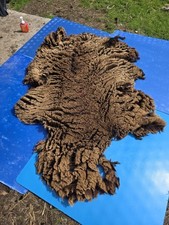 Raw Unwashed Rare Sheep Fleece