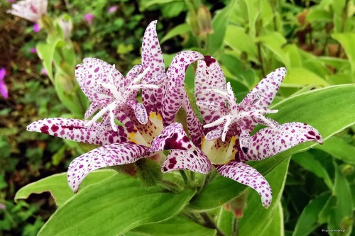 Variegated orchid lily - variegated,
