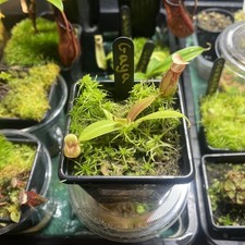 Nepenthes Gaya — tropical