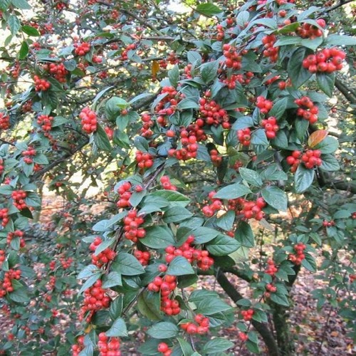 70cm large cotoneaster - large,
