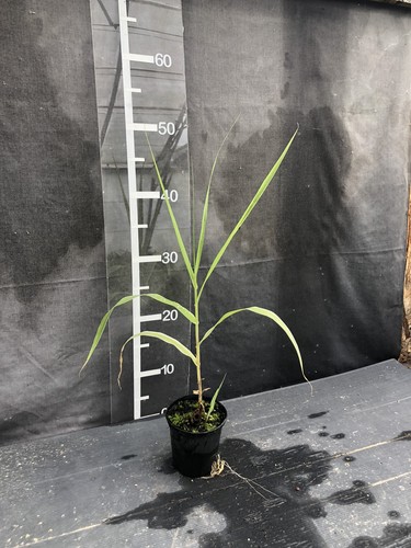 Arundo donax variegata - donax, ‘variegata’