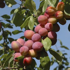 Patio Fruit Tree Victoria Plum, Heavy Crops, Self-Fertile, 5L Pot, 80-100cm Tall