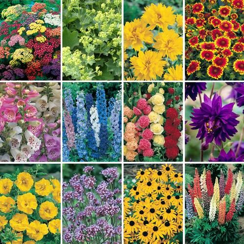 Perennial plug plants - perennial,