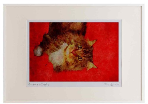 458044 maine coon - 458044,