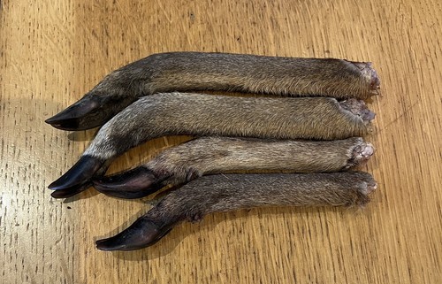 Small venison legs muntjac - small,