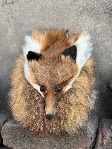 Scottish highland fox face - highland,
