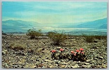 Vintage Postcard - Beavertail