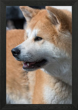 adorable akita dog Framed Wall