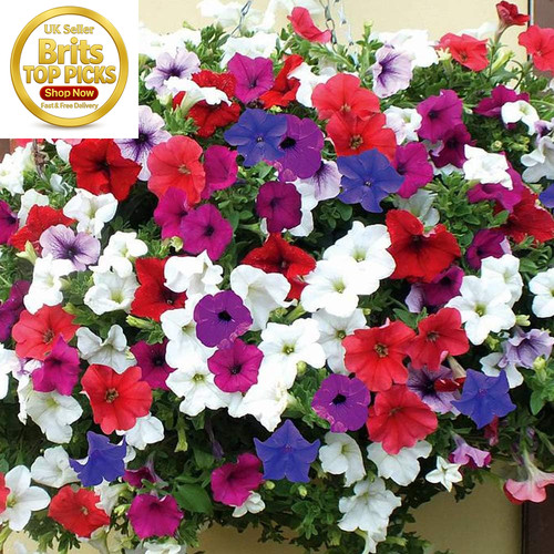 Half hardy annual petunia - hardy,