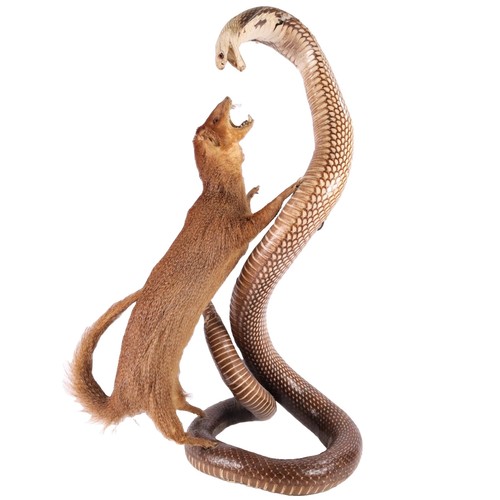 Antique victorian taxidermy - victorian,