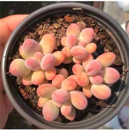 Pachyphytum apple milk seeds - pachyphytum,
