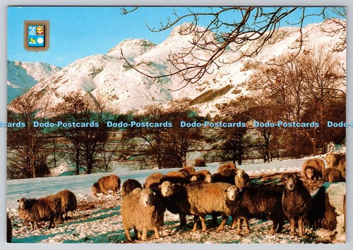 D312198 herdwick sheep the - d312198,