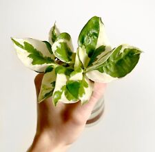 1 x Njoy 2-3 Leaves Pothos Variegated ROOTED Plant Cutting | READ DESCRIPTION