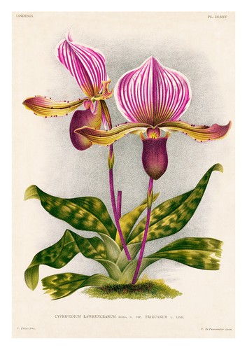 Cypripedium lawrenceanum - cypripedium,