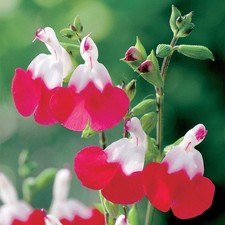 3x Salvia 'Hot Lips'|sage 'Hot Lips' Plug Plants