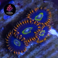 Rainbow Hornets 4 Head Zoa Frag Colony *WYSIWYG*
