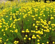 Santolina rosmarinifolia (Cotton Lavender ) - 50 Seeds HP