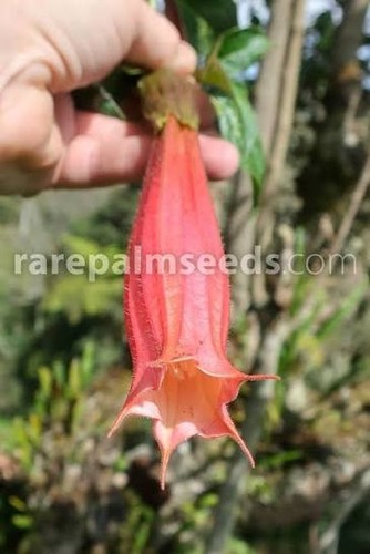 Brugmansia vulcanicola ibarra
