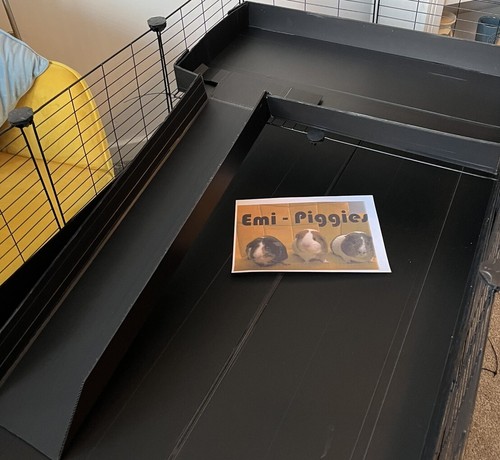 Guinea pig cage loft and - guinea,