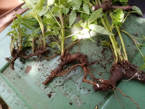 Staghorn tree roots small - tree,