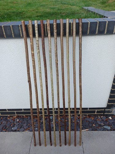 Hazel walking stick shanks - walking,