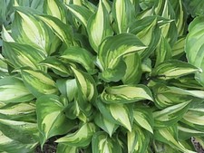 Hosta Lakeside Little Tuft (Plants Sent Out Ex Pots)
