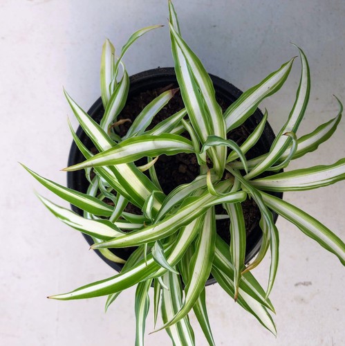 Spider plant live indoor - spider,