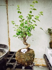 Chinese Elm 