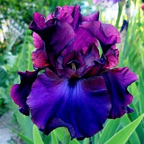 50pcs heirloom iris seeds - heirloom,