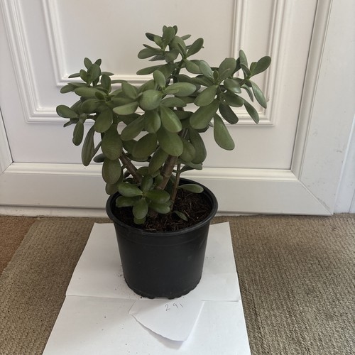 Jade money plant - jade,