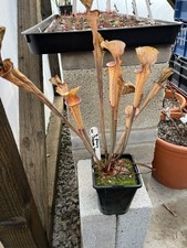 Sarracenia flava ‘ James