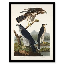 John James Audubon Framed Wall