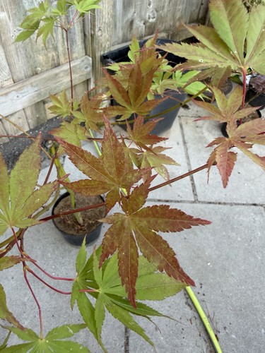 Acer palmatum westonbirt red - palmatum,