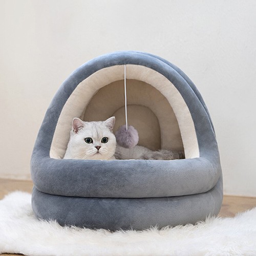 Pet dog cat - pet,