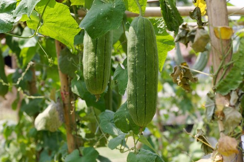 Luffa cylindrica loofah - luffa,