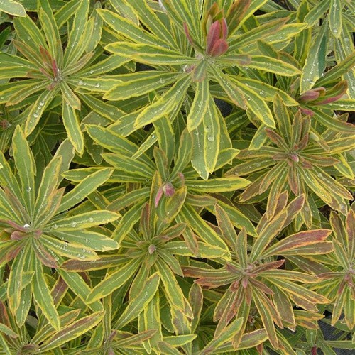 Euphorbia ascot rainbow - ‘ascot, rainbow’
