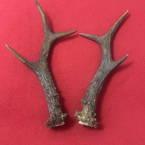 Pair roe deer antlers - antlers,