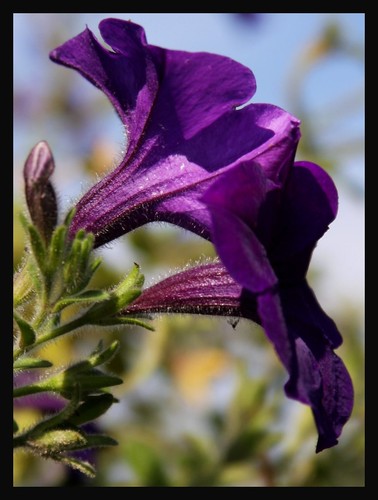 Petunia seeds - petunia,
