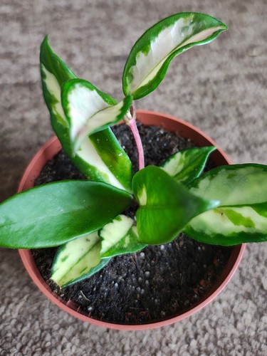 Hoya carnosa tricolour young - hoya,
