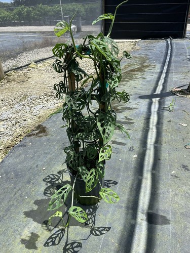 Monstera adansonii swiss - monstera,