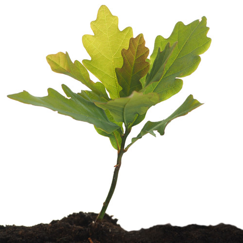 English oak tree seedlings - oak,