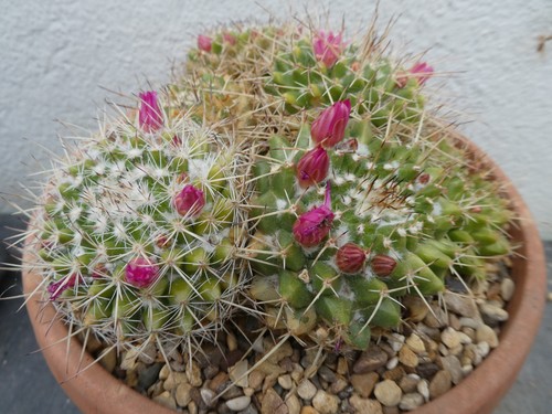 Mammillaria compressa shown - compressa,,
