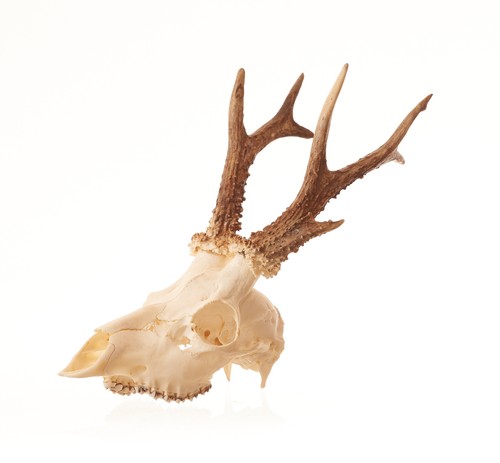 Roe deer skull with antlers