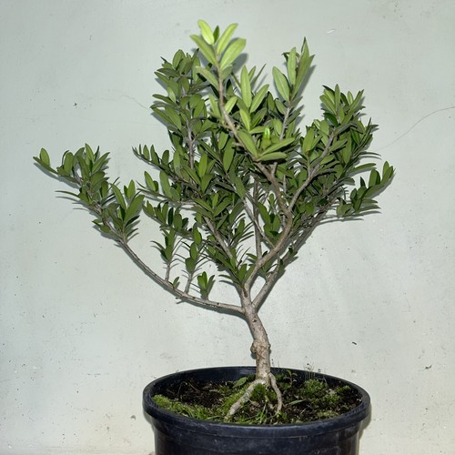 Olive tree bonsai starter - tree,