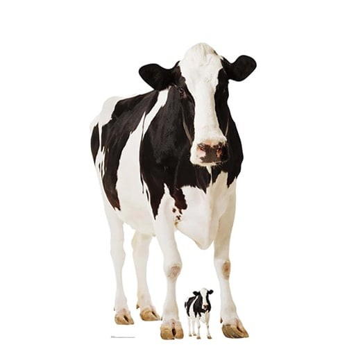 Cow lifesize cardboard - cow,