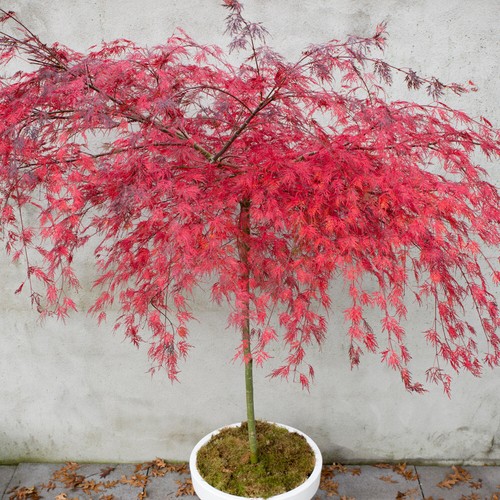 Acer palmatum hardy - t&m,