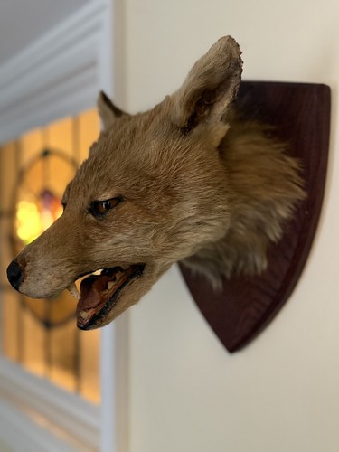 Taxidermy fox head - taxidermy,