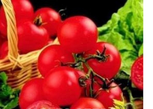 Tomato mini plug plants - ,