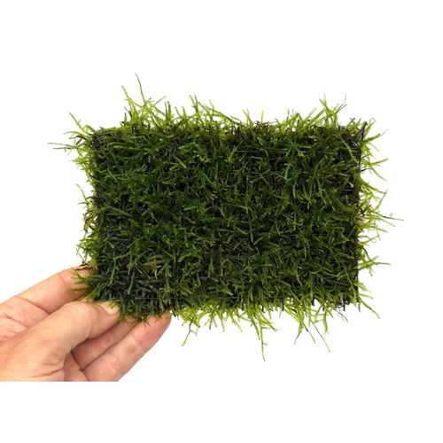 Java moss pad 15x10cm - moss,