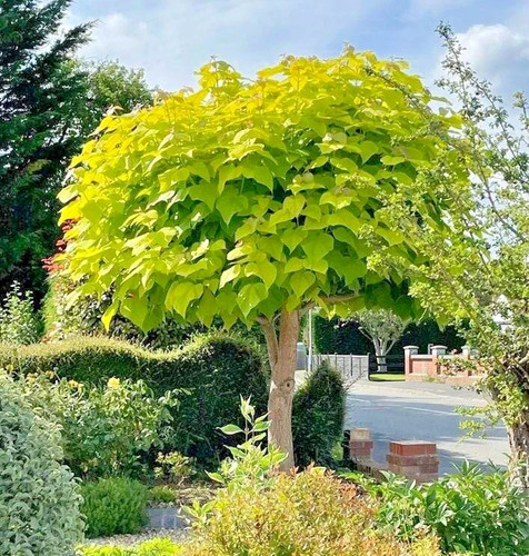 Catalpa aurea golden - catalpa,